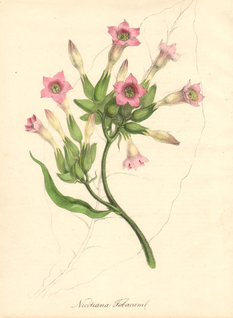 PLANTAE UTILIORES. Tobacco (Nicotiana Tabacum) Hand colour. BURNETT 1842 print